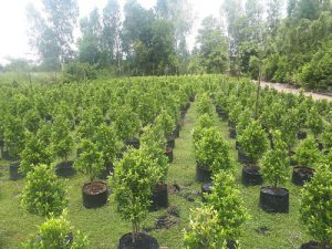 Sell Tree Plant